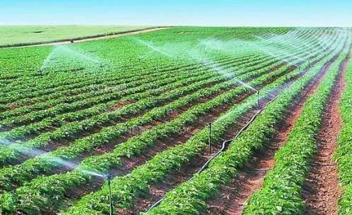国产操大逼农田高 效节水灌溉